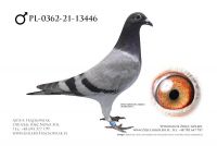 PL-0362-21-13446 - Linia Henrii Vloemans