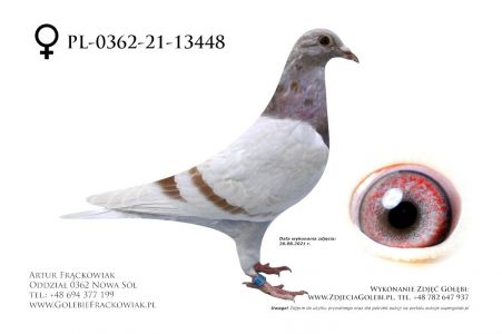 PL-0362-21-13448 - Linia Gunter Prange