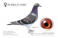 PL-0362-21-13452 - Gaby Vandenabeele x Pełna siostra 680 !!