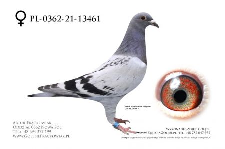 PL-0362-21-13461 - Wnuk trzech Olimpijczyków Kurt Gensheimer !!!