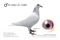 PL-0362-21-13481 - Linia Franz Doll x Gunter Prange 520