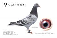 PL-0362-21-13488 - Top Linia Jan Van De Pasch