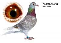 PL-0362-21-8784 org. P. KOGUT