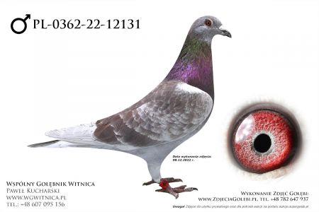 PL-0362-22-12131: Kopaczynski Edward Gołąb z hodowli: Kopaczynski Edward