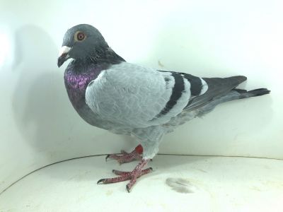 PL 0362 22 2429 – org. Boś Sławomir zwycięzca 1 gołębia z lotu 580km !!! – 112m AS – Gołąb na 1500 przyjętych gołębi -  210m – Finał 430km!!!(prawdopodobnie samczyk)