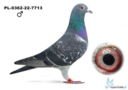 PL-0362-22-7713 Pełne rodzeństwo 37 Gołębia z finału Costa Del Sol !!!