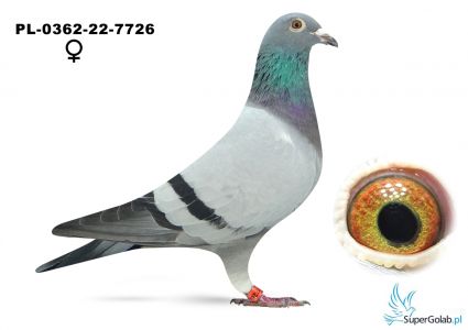 PL-0362-22-7726 Top na Wspólne Gołębniki i loty oddziałowe !!!