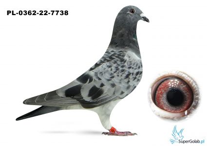 PL-0362-22-7738 Pełne rodzeństwo 7 gołębia z Finału WG Supergolab 2021 r. Linia Marcel Wouters !!!