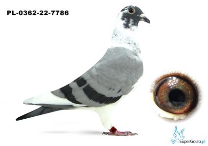 PL-0362-22-7786 Super na Wspólne Gołębniki !!!