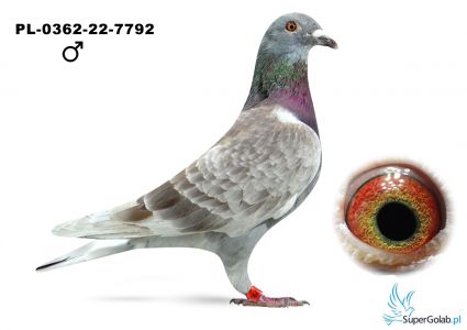 PL-0362-22-7792 Linia Gunter Prange