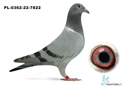 PL-0362-22-7822 Inbred Van Loon x Will & Falco Ebben