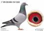 PL-0362-22-7822 Inbred Van Loon x Will & Falco Ebben