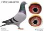 PL-0362-22-7822 Inbred Van Loon x Will & Falco Ebben