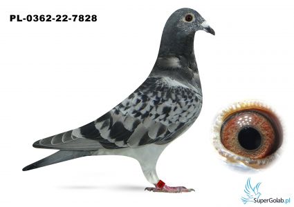 PL-0362-22-7828 Top Na Wspólne Gołębniki Pełne rodzeństow 8 Asa WG Kosakowo 2022r.