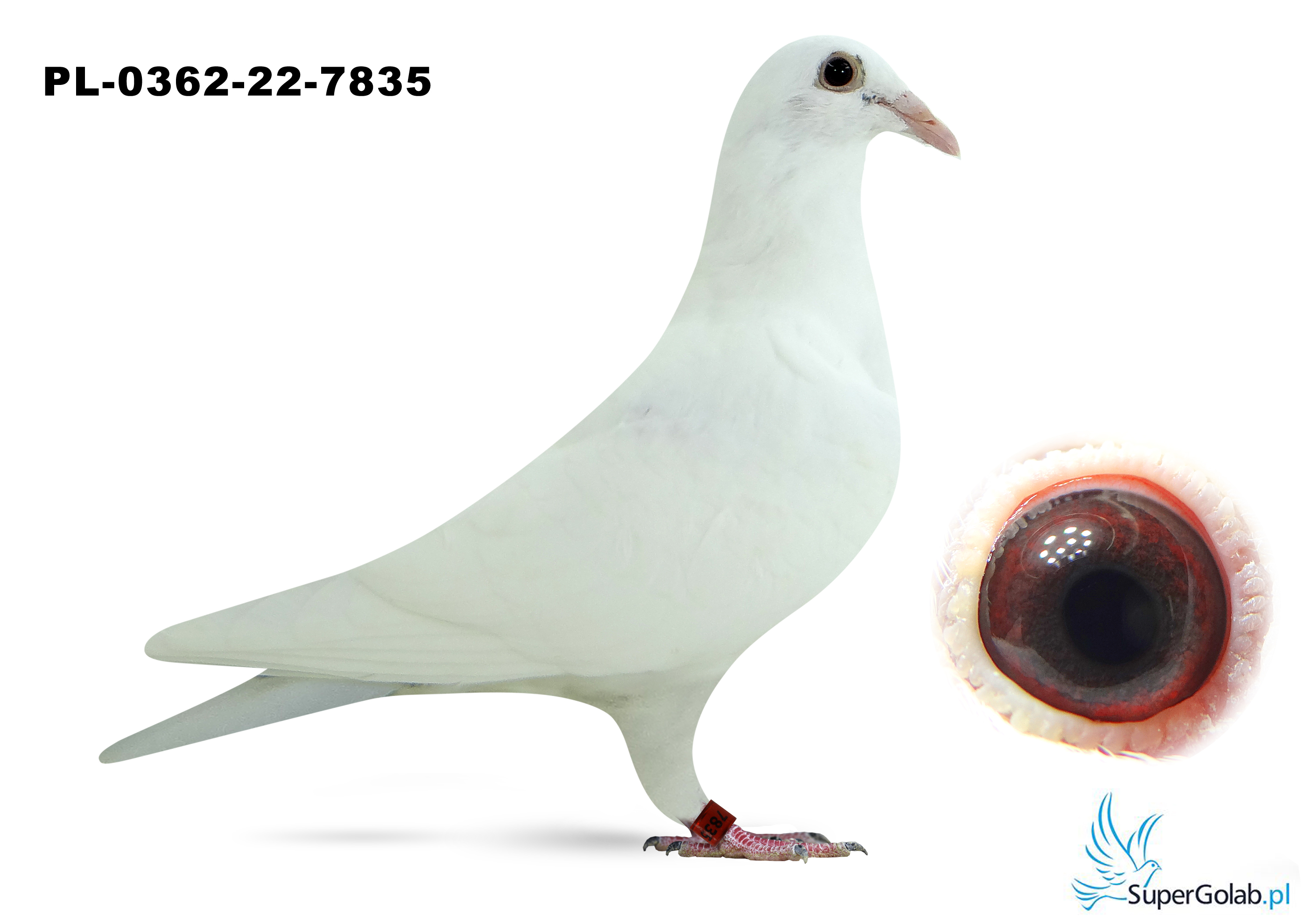 PL-0362-22-7835 Org. Marcel Wouters x córka 207 3 x 1 konk
