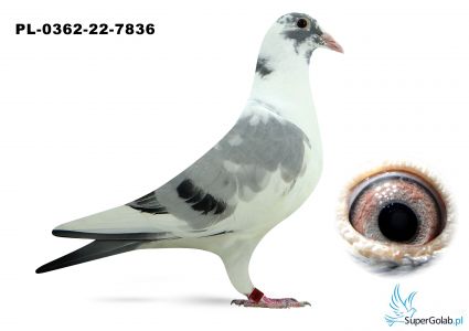 PL-0362-22-7836 Marcel Wouters x Top 760 !!!