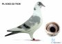 PL-0362-22-7836 Marcel Wouters x Top 760 !!!