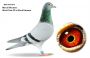 PL-0362-22-7836 Marcel Wouters x Top 760 !!!