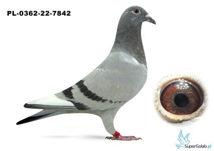 PL-0362-22-7842 Linia 474 Najlepszego Rozpłodowca Franz Doll  x Wnuczka 972 Johan Donckers