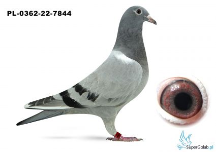 PL-0362-22-7844 Półrodzeństwo PL-0362-21-13149 - 7 gołebia z Finału WG Supergolab 2021 r.