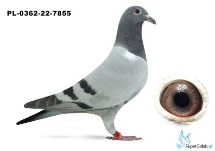 PL-0362-22-7855 Gaby Vandenabeele x Franz Doll