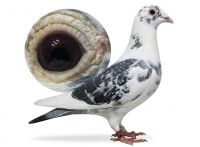 PL-0362-22-8069 samica