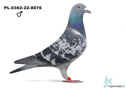 PL-0362-22-8076 R. FITZNER - HARRY