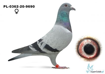 PL-0362-22-9690 R. Fitzner