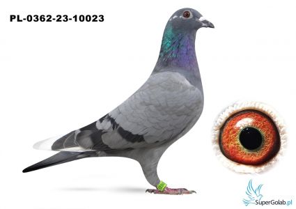 PL-0362-23-10023 Inbred 