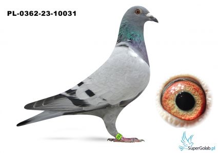 PL-0362-23-10031 Inbred  Linia Janssen Van Loon Marco Lang