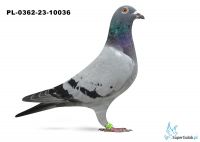 PL-0362-23-10036 Top na WG Linia