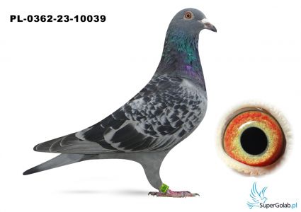 PL-0362-23-10039 Super Pochodzenie ( Jelle Jellema  x Hardy Kruger )