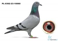 PL-0362-23-10060 100 % Vercammen x Córka 474 Super Asa Rozpłodowego Franz Doll !!!
