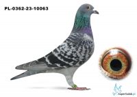 PL-0362-23-10063 Linia New Laureaat x Córka