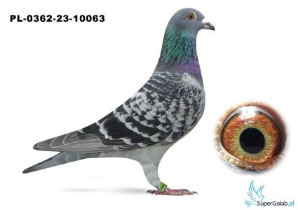 PL-0362-23-10063 Linia New Laureaat x Córka  