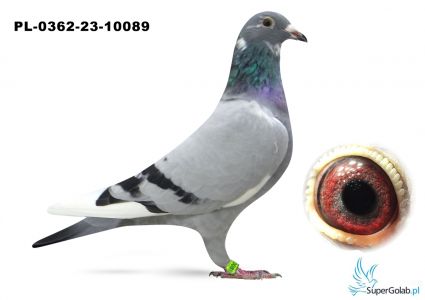 PL-0362-23-10089 Inbred na Elektro x Matka 7 gołębia z Fianłu !!!