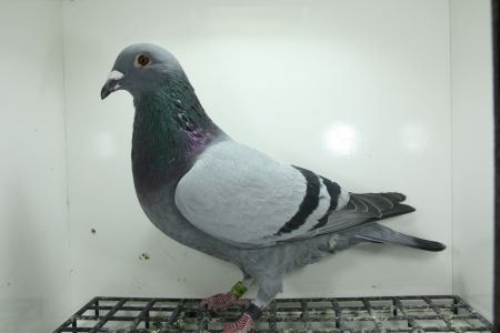 PL-0362-23-10097  Engels x Marcel Wouters