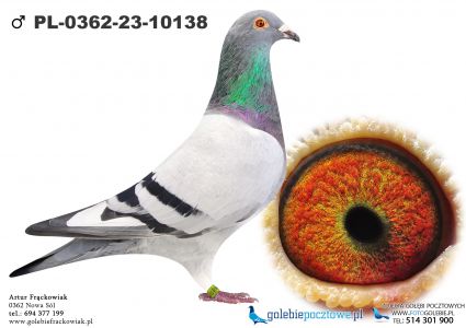 PL-0362-23-10138 Unikat Inbred Wnuk 