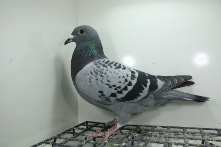 PL-0362-23-10153 Top na WG Wnuk Brązowej Medalistki !!! Półbrat 8 z Finału i 9 Asa WG Kosakowo !!!