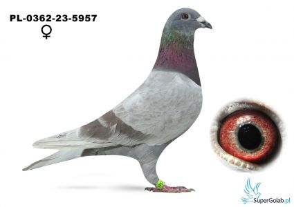 PL-0362-23-5957 R. FITZNER