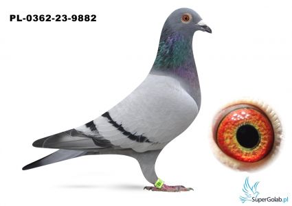 PL-0362-23-9882 Linia  Jan Van de Pasch