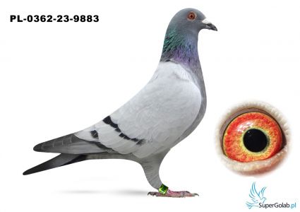 PL-0362-23-9883 Linia gołębi Jan Van de Pasch