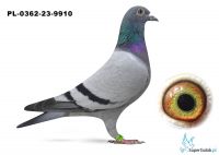 PL-0362-23-9910 Orginał Marcel Woouters x Wnuczka