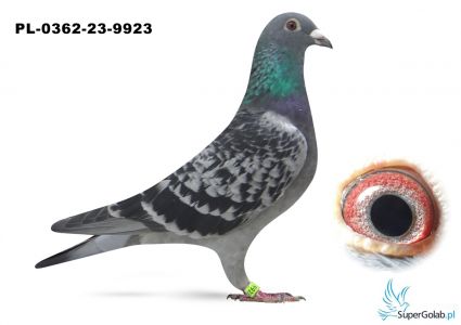 PL-0362-23-9923 Inbred Brat x Siostra Super do rozpłodu Ad Schaerlaeckens