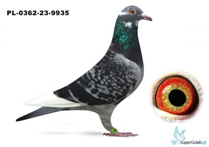 PL-0362-23-9935 Super pochodzenie na Wspólne Gołębniki Syn 49 z Finału MWG Krakus
