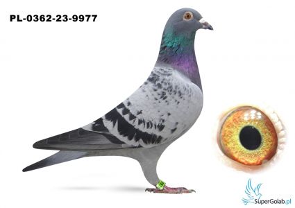 PL-0362-23-9977 Top Połączenie Ad Schaerlaeckens x Franz Doll Linia 474