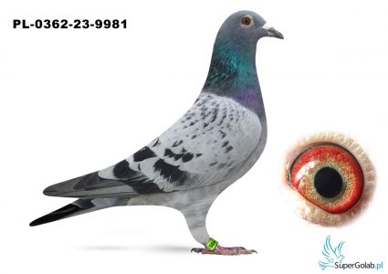 PL-0362-23-9981 Marcel Wouters Top na Wspólne Gołębniki !!!