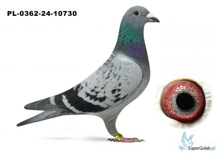 PL-0362-24-10730