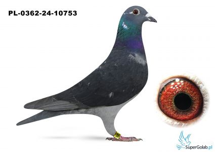 PL-0362-24-10753