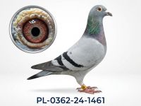 PL-0362-24-1461 - samica